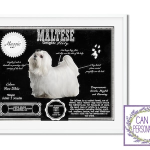 Maltese: Antique Architecture Patent Drawing Style Print / Wall Art / Maltese Gift/ AKC Breed Info/ Maltese Art - Can be personalized!