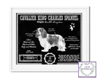 Peut inclure: Illustration en noir et blanc d'un Cavalier King Charles Spaniel sur un fond de tableau noir. L'illustration comprend des informations sur la race, notamment son origine, ses couleurs, son poids et son tempérament. Le texte indique "Cavalier King Charles Spaniel", "Origine : Royaume-Uni", "Couleurs : Noir et Tan, Noir et Blanc, Rubis et Blenheim", "Poids : 13-18 livres", "Tempérament : Affectueux, Doux et Gracieux".