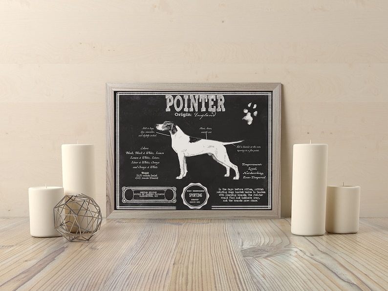 Peut inclure: Illustration en noir et blanc d'un chien de race Pointer sur fond de tableau noir. L'illustration comprend le nom du chien, son origine et ses caract&eacute;ristiques physiques. Le texte indique "POINTER Origin: England".