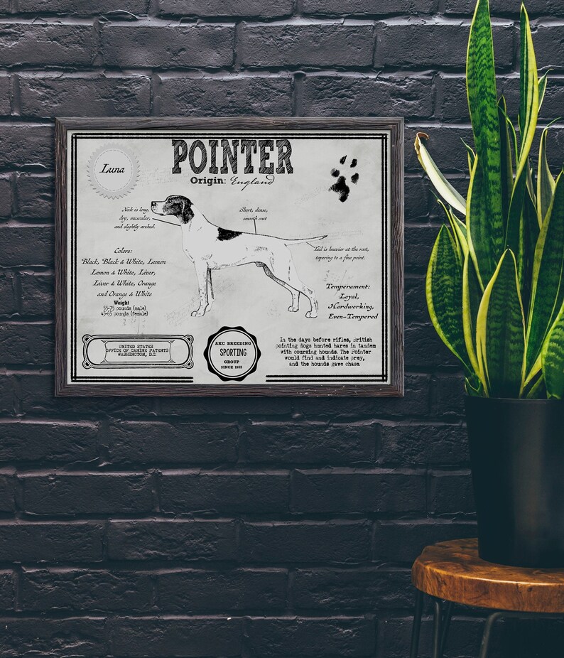 Peut inclure: Une affiche de style vintage avec une illustration en noir et blanc d'un chien Pointer. L'affiche comprend des informations sur la race, notamment son origine, son temp&eacute;rament, ses couleurs et son poids. L'affiche est intitul&eacute;e "POINTER Origin: England".