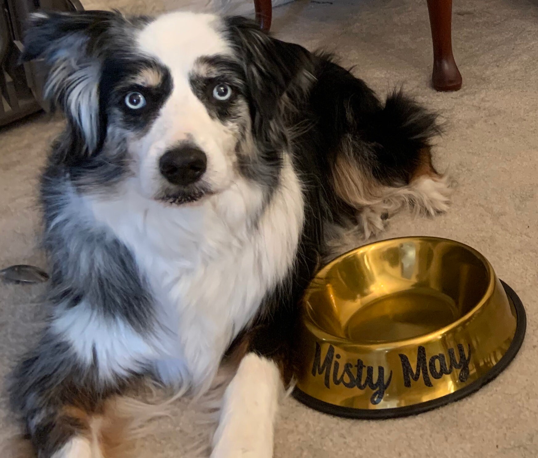 Gold Dog Bowl Personalized Gold Dog Dish Custom Cat Bowls Etsy