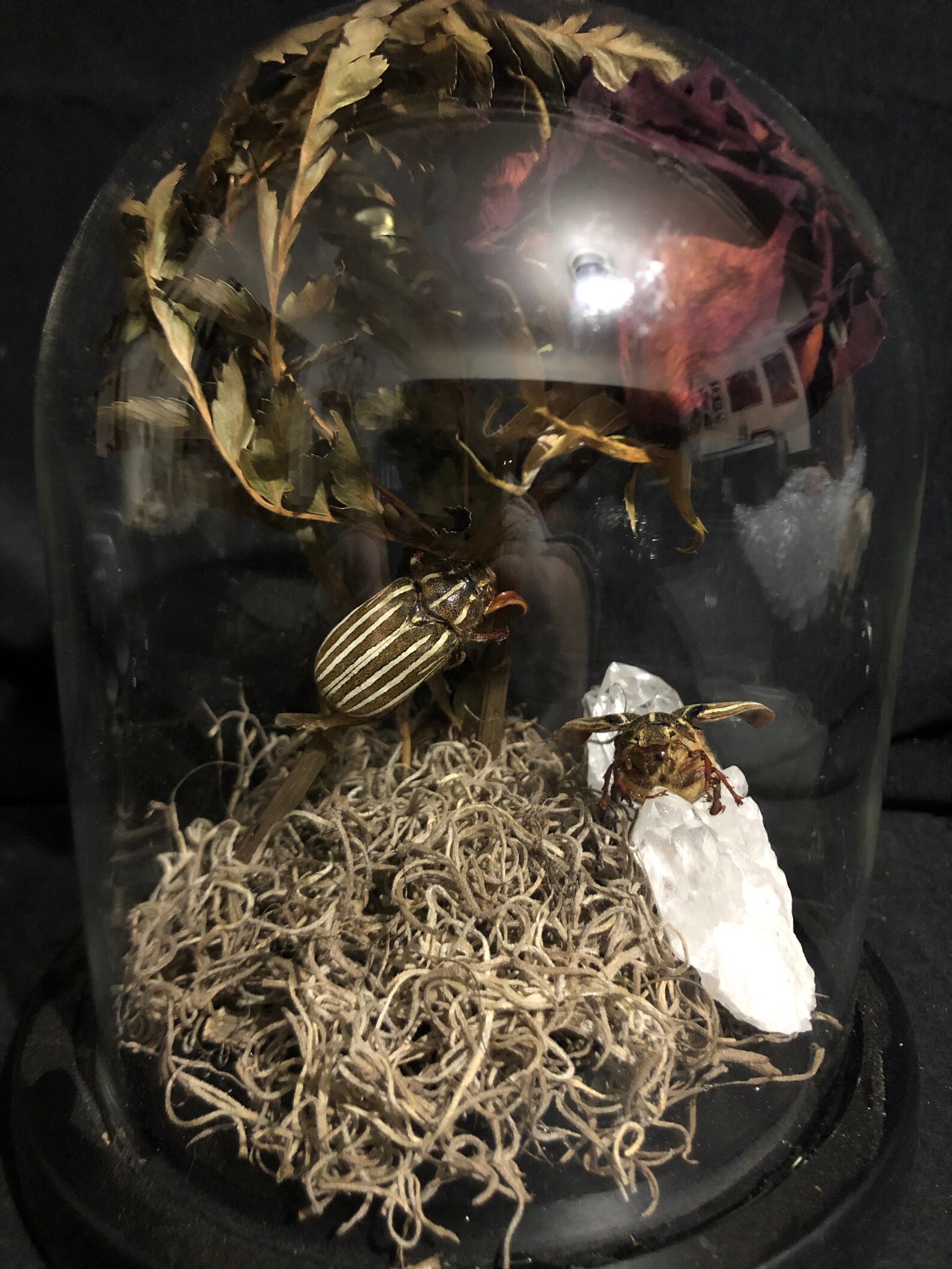June Bug Terrarium Etsy