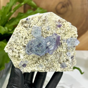 May include: A cluster of blue and purple fluorite crystals embedded in a light beige matrix. The crystals are sharp and well-defined, with a glassy luster.