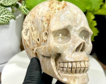 Coral Fossil Crystal Skull Carving - Hand Craved and Polished Perfect for Mineral Collectors, Metaphysical Use, and Home Decor 20% OFF SALE