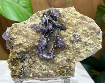Op de afbeelding: Een natuurlijk mineraal specimen met een ruwe, beige matrix, met clusters van paarse fluorietkristallen en zwarte toermalijnnaalden. Het mineraal wordt gepresenteerd op een heldere acrylstandaard, die de unieke textuur en kleurvariaties benadrukt.