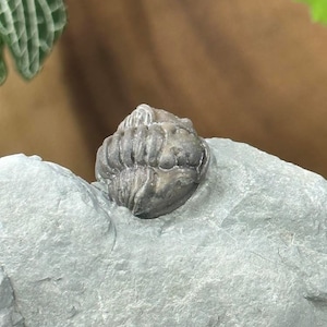 Puede incluir: Un trilobite fosilizado, un artrópodo marino prehistórico, descansa sobre una roca gris. El trilobite es de color gris apagado con detalles corporales segmentados. El fondo es una mezcla borrosa de marrón y verde.