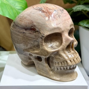 Petrified Wood Crystal Skull Carving - Hand Carved and Polished Perfect for Mineral Collectors, Metaphysical Use and Home Decor 20% OFF SALE
