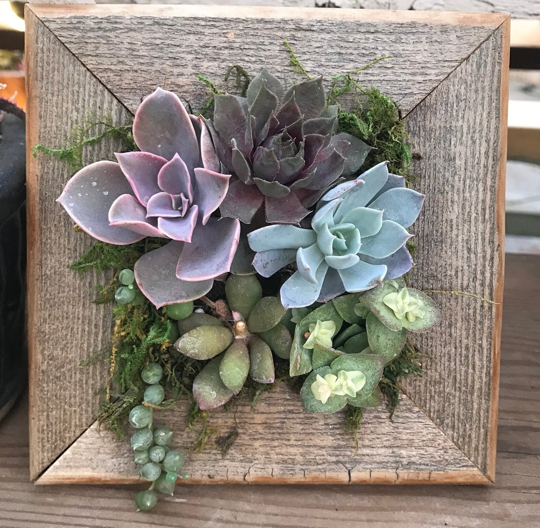 Small Square Vertical Succulent Garden Arrangement: Living Wall/ Succulent  Wall Planter/ Faux Succulent Planter/ Diy Kits - Etsy Israel