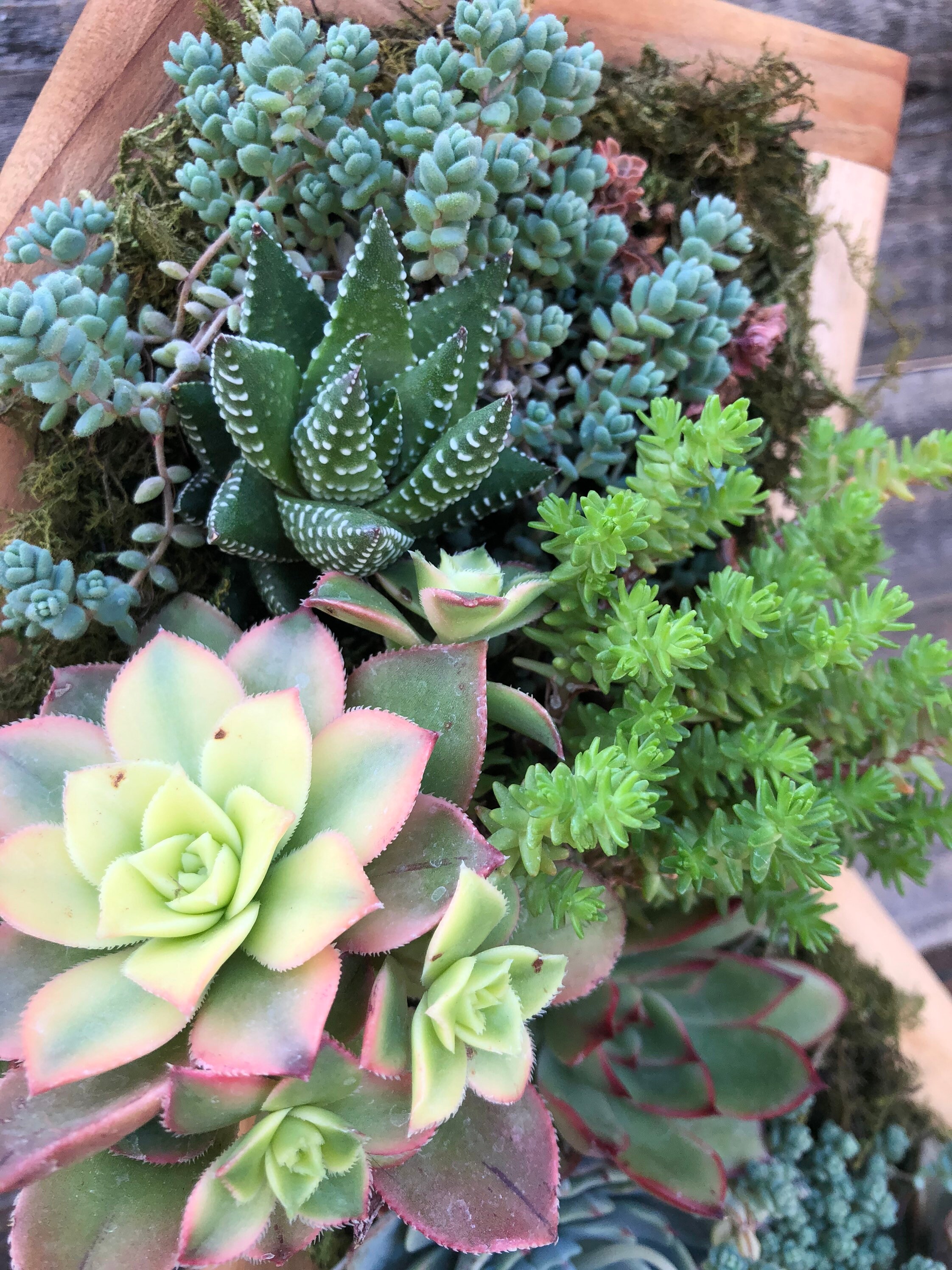 Texas State Vertical Succulent Arrangement: Diy / Succulent Wall Planter/  Faux Succulent - Etsy