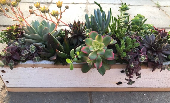 Handmade Succulent Centerpiece: Urban Redwood Table Planter - Etsy