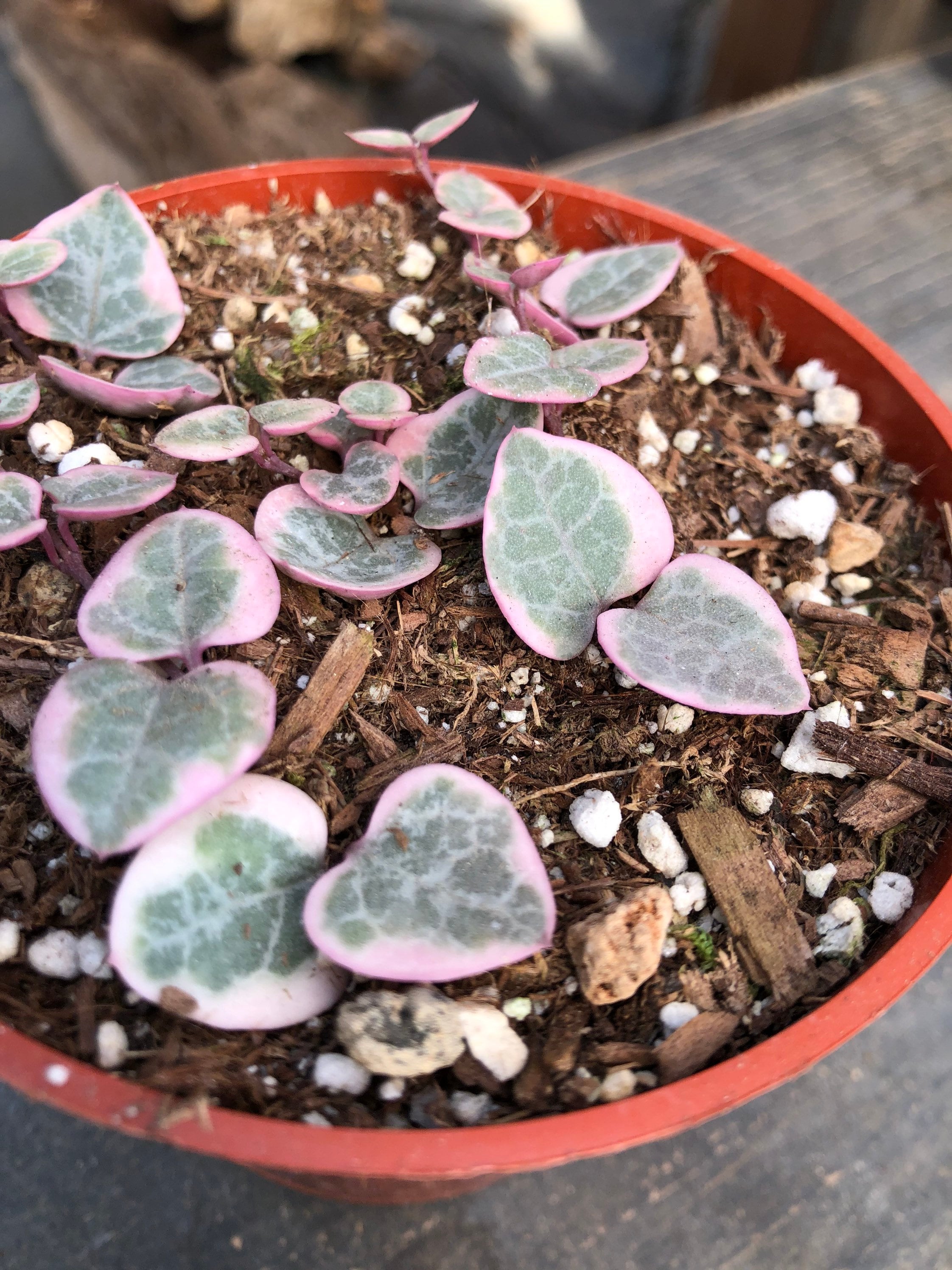 Variegated String of Hearts Rare Succulent Etsy