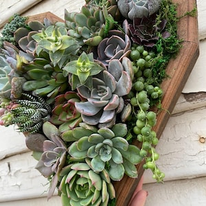 Medium Heart succulent vertical garden planter: girlfriend gift/faux succulent/succulent wall planter/diy kits/ client gift/ Valentine’s Day