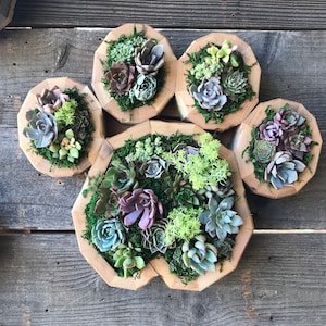 Dog Paw Vertical Succulent Garden Arrangement: living wall/ succulent wall planter/ faux succulent planter/ diy kits