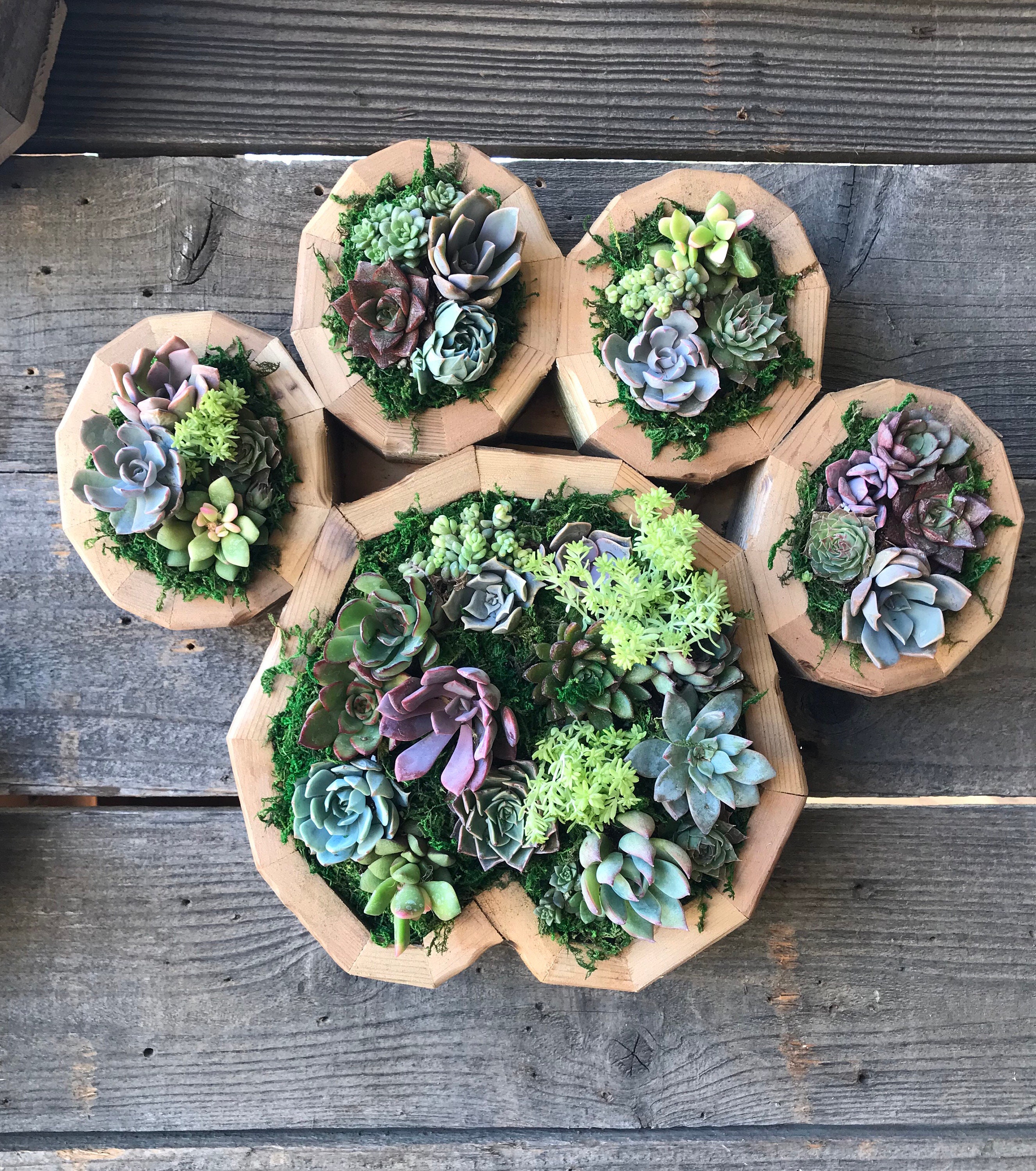 Dog Paw Vertical Succulent Garden Arrangement: Living Wall