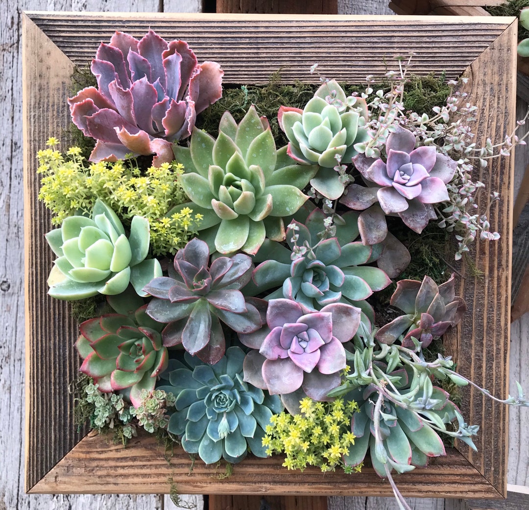Medium Square Vertical Succulent Garden Arrangement Living Wall/ Succulent Wall Planter/ Faux