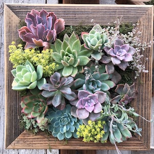 Medium Square Vertical Succulent Garden Arrangement: living wall/ succulent wall planter/ faux succulent planter/ diy kits