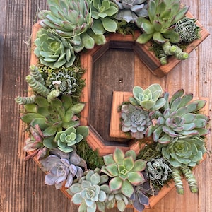 May include: A wooden letter "G" decorated with various green and purple succulents and moss. The succulents are arranged within the wooden frame, creating a natural, decorative piece. The background is a wooden surface.