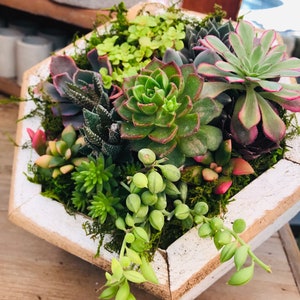 May include: A hexagonal wooden planter filled with a variety of succulents. The succulents are various shades of green, red, and purple, with a few trailing plants. The planter has a white-painted exterior with a natural wood trim.