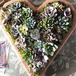 Large Heart succulent vertical garden planter: living wall/ faux succulent/ succulent wall planter/ diy kits / client gift/ Valentine’s Day