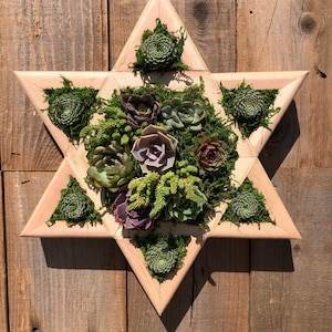 Star Of David Succulent Wall Planter, DIY, succulent arrangement, Jewish decor, Christmas