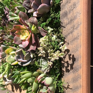 Large Square Vertical Succulent Garden Arrangement: living wall/ succulent wall planter/ faux succulent planter/ diy kits