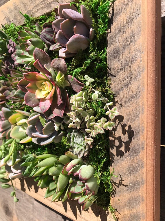 Large online succulent planter
