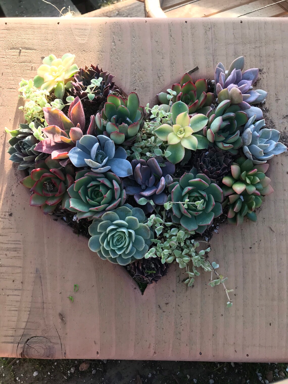 Valentine Heart box succulent arrangement | Etsy