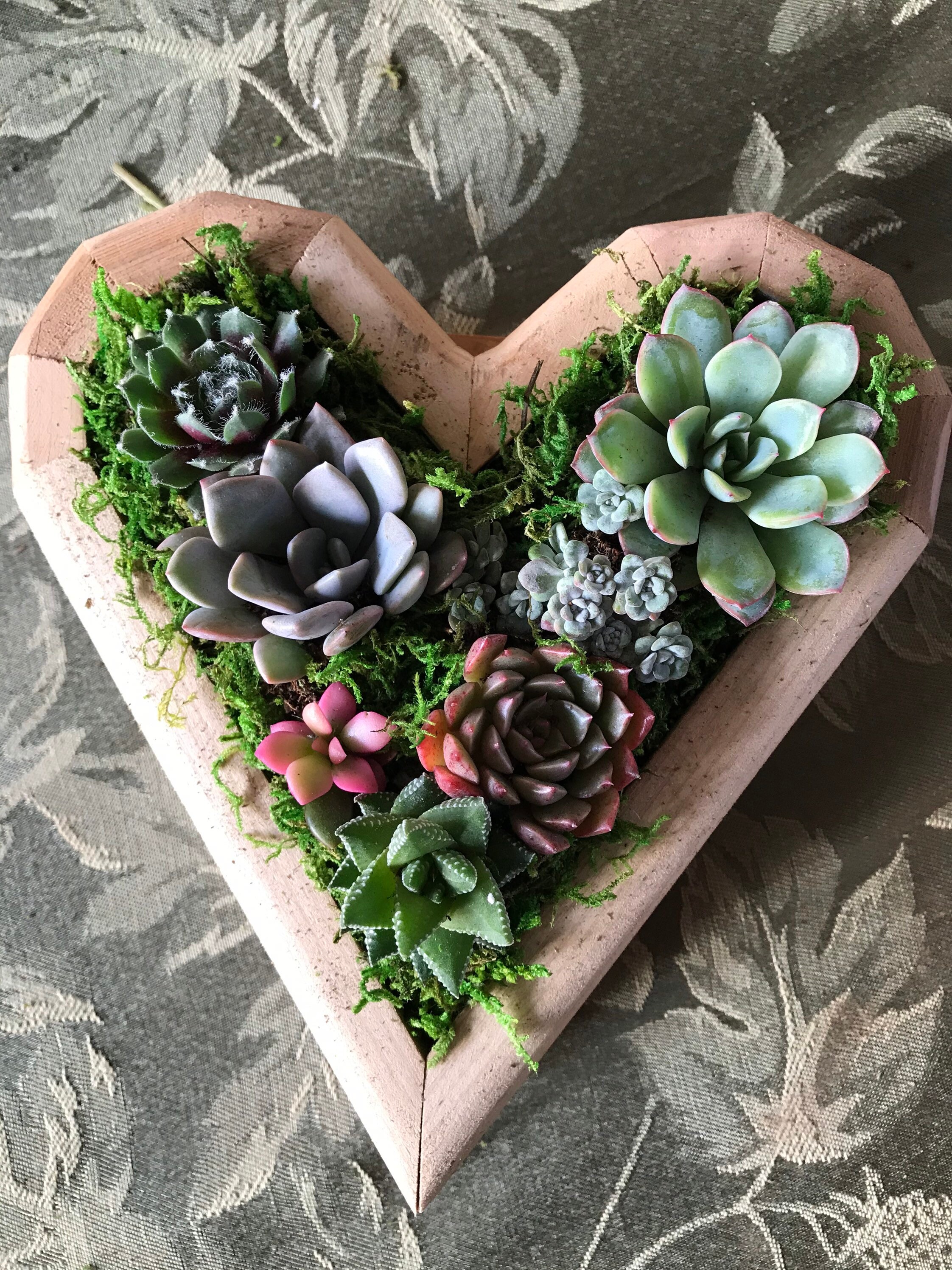 heart shaped succulent