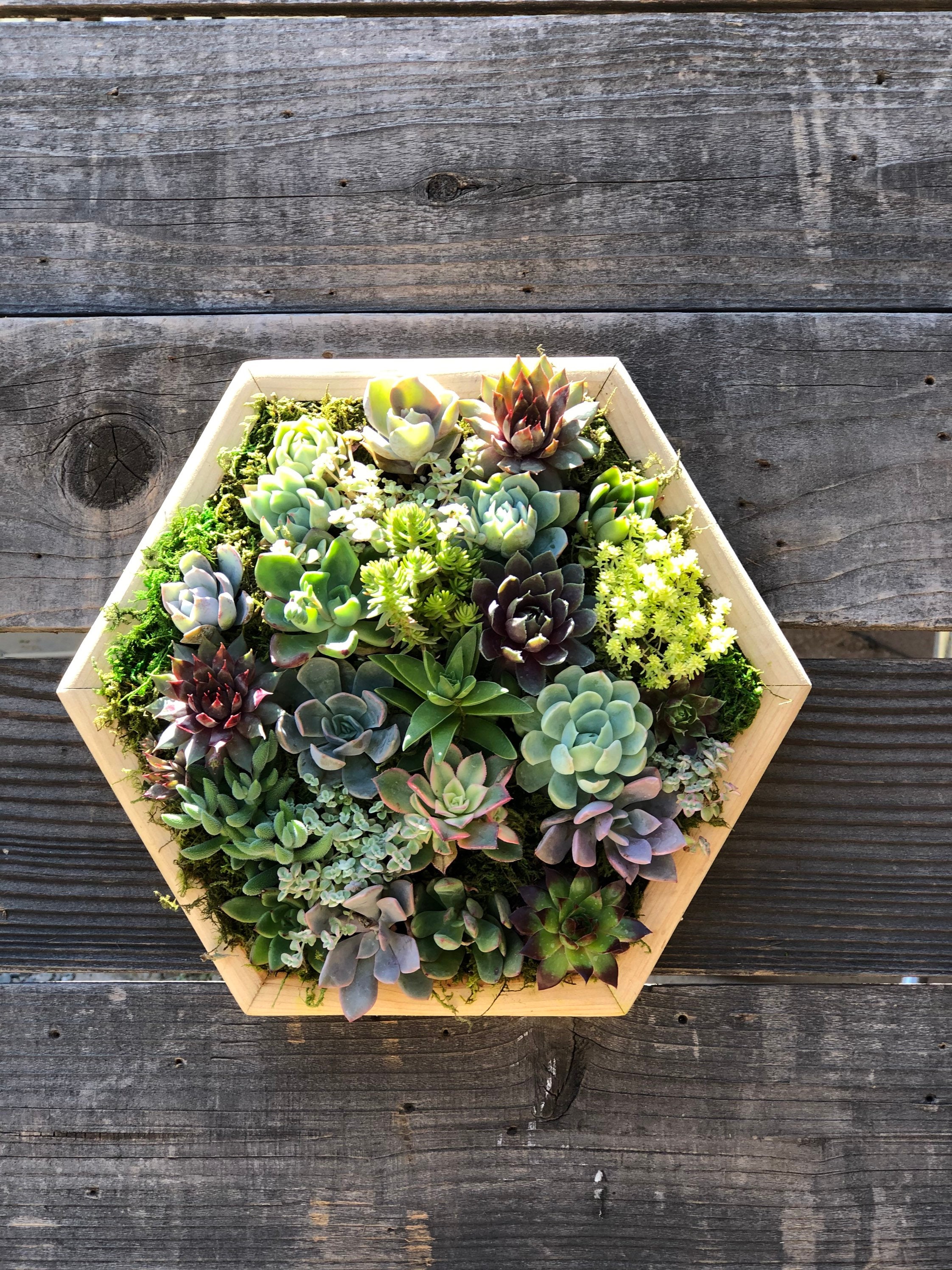 Large Hexagon Succulent Vertical Gardens / Live Arrangement / Planted Succulent  Box / Wall Frames / Gifts / Succulents - Etsy