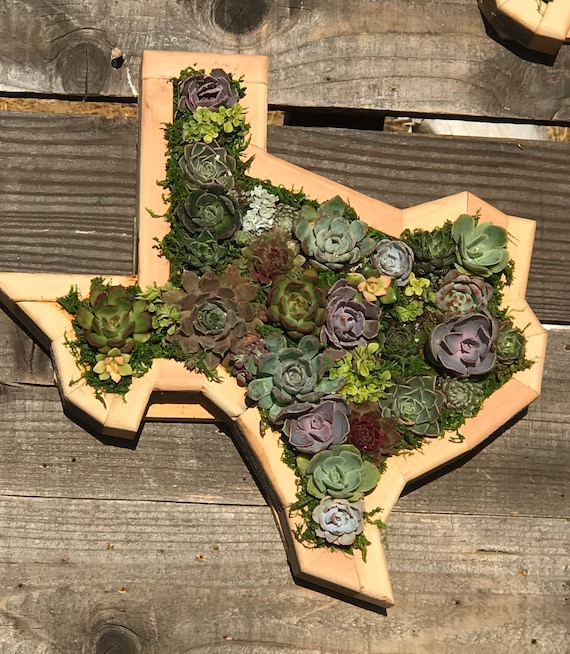 Texas State Vertical Succulent Arrangement: Diy / Succulent Wall Planter/  Faux Succulent - Etsy Hong Kong