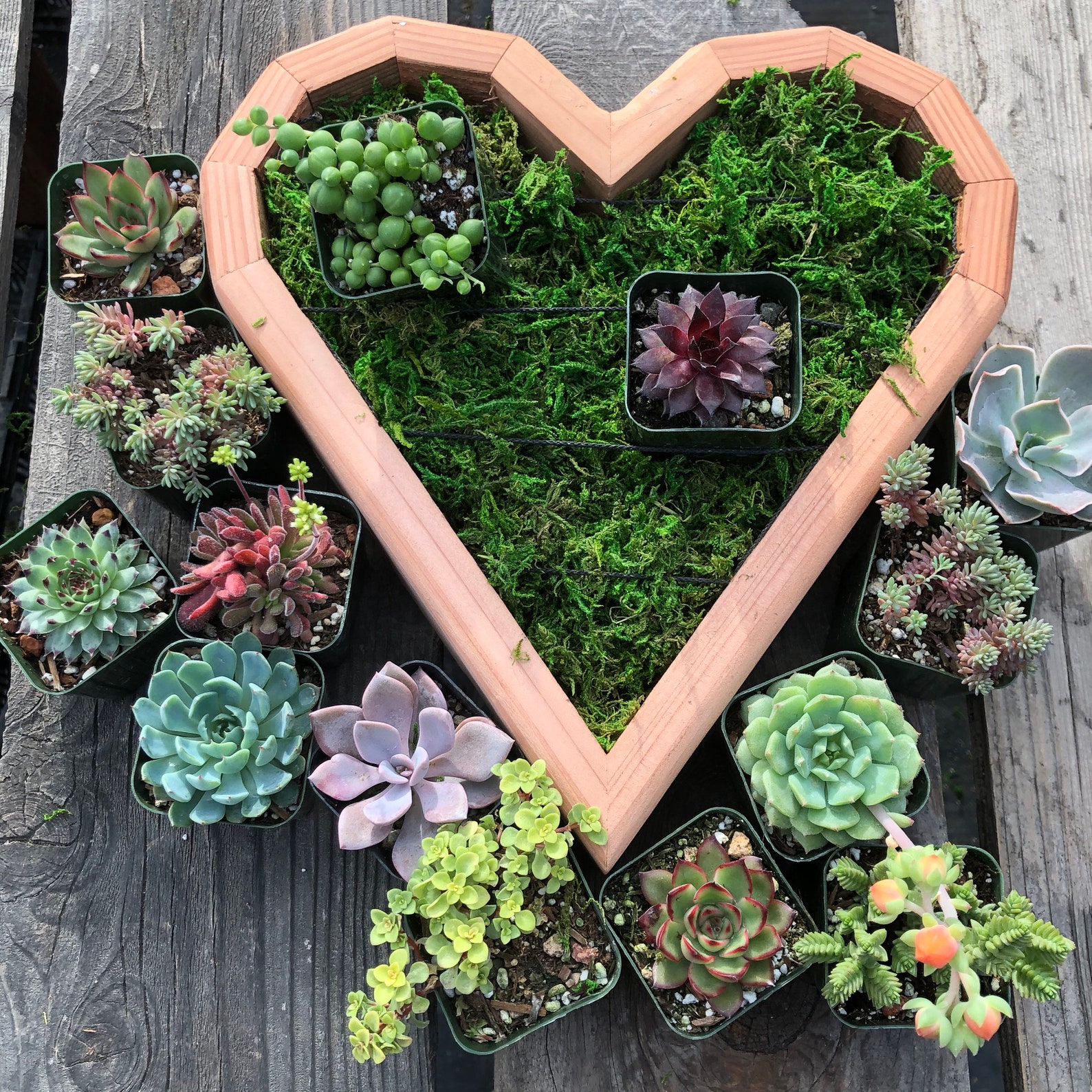 Heart shape succulent vertical garden planter living wall
