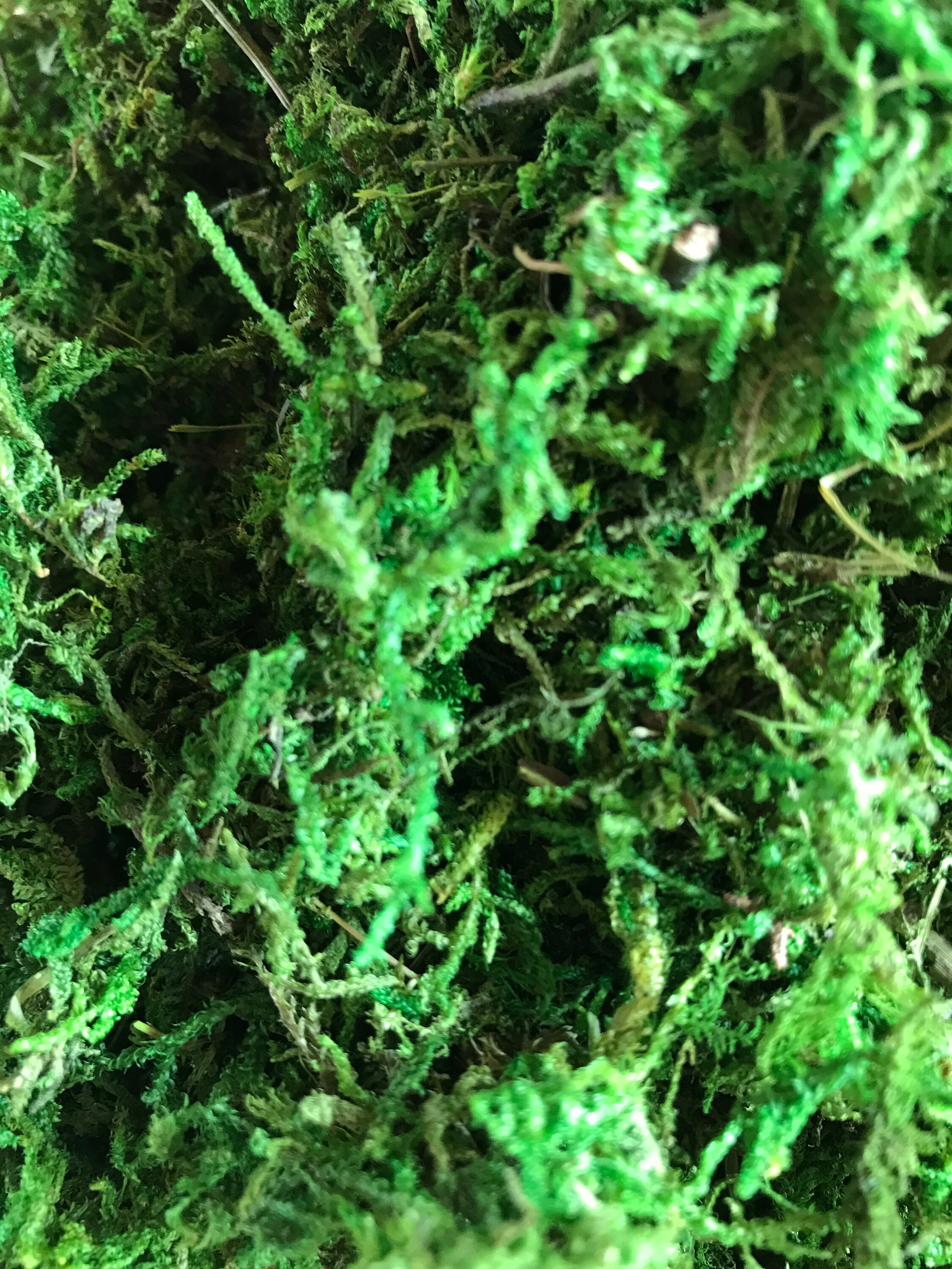 SPHAGNUM MOSS - Have you heard of it? I've been using it for a few