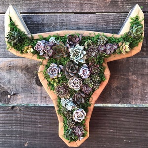 May include: A wooden bull skull planter with a variety of succulents planted in it. The planter is a light brown color and the succulents are green and purple.