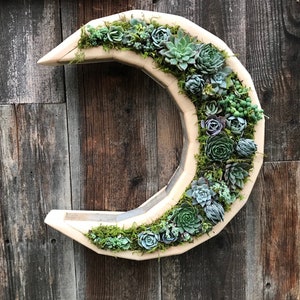 May include: A crescent moon-shaped wooden planter filled with a variety of succulents and moss. The planter is mounted on a wooden wall.