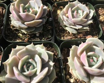 Echeveria “Lola” rooted succulent in 2” or 4”