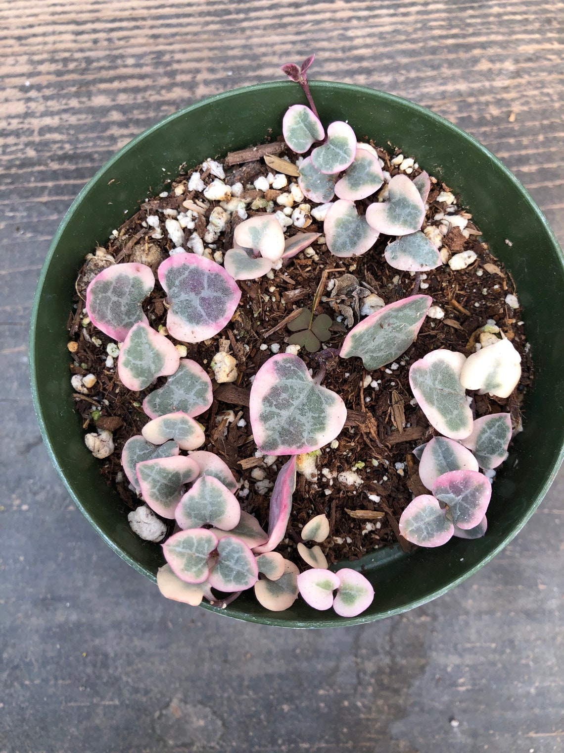 Variegated String of Hearts Rare Succulent Etsy