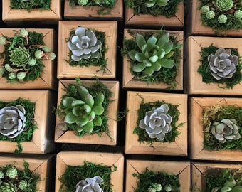 Succulent Party Favors redwood boxes