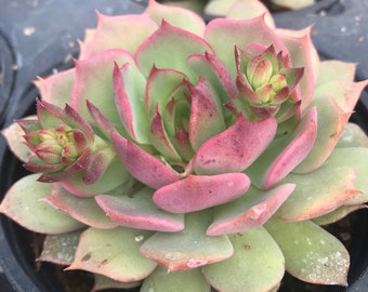 Echeveria “Ramilette” rooted succulent in 2” or 4”