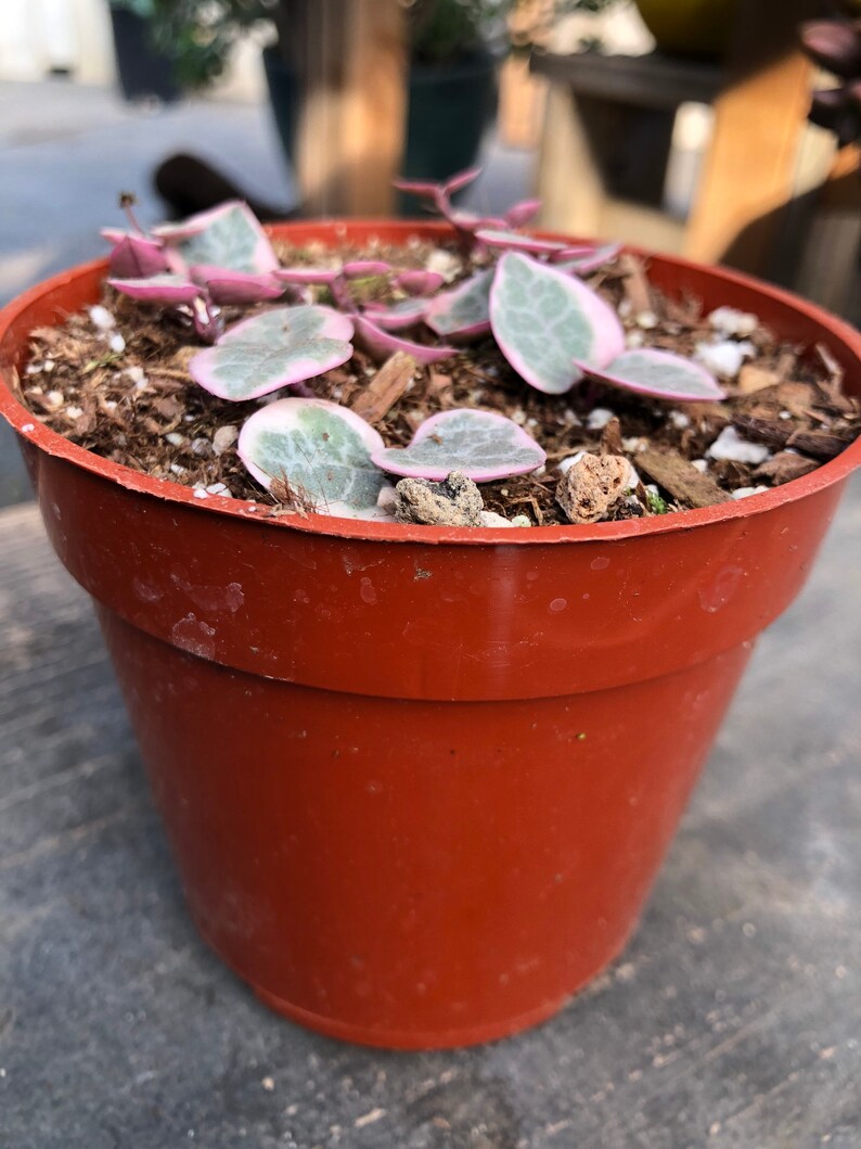 Variegated String of Hearts Rare Succulent Etsy