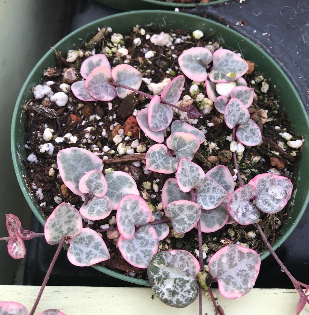 Variegated String of Hearts Rare Succulent Etsy