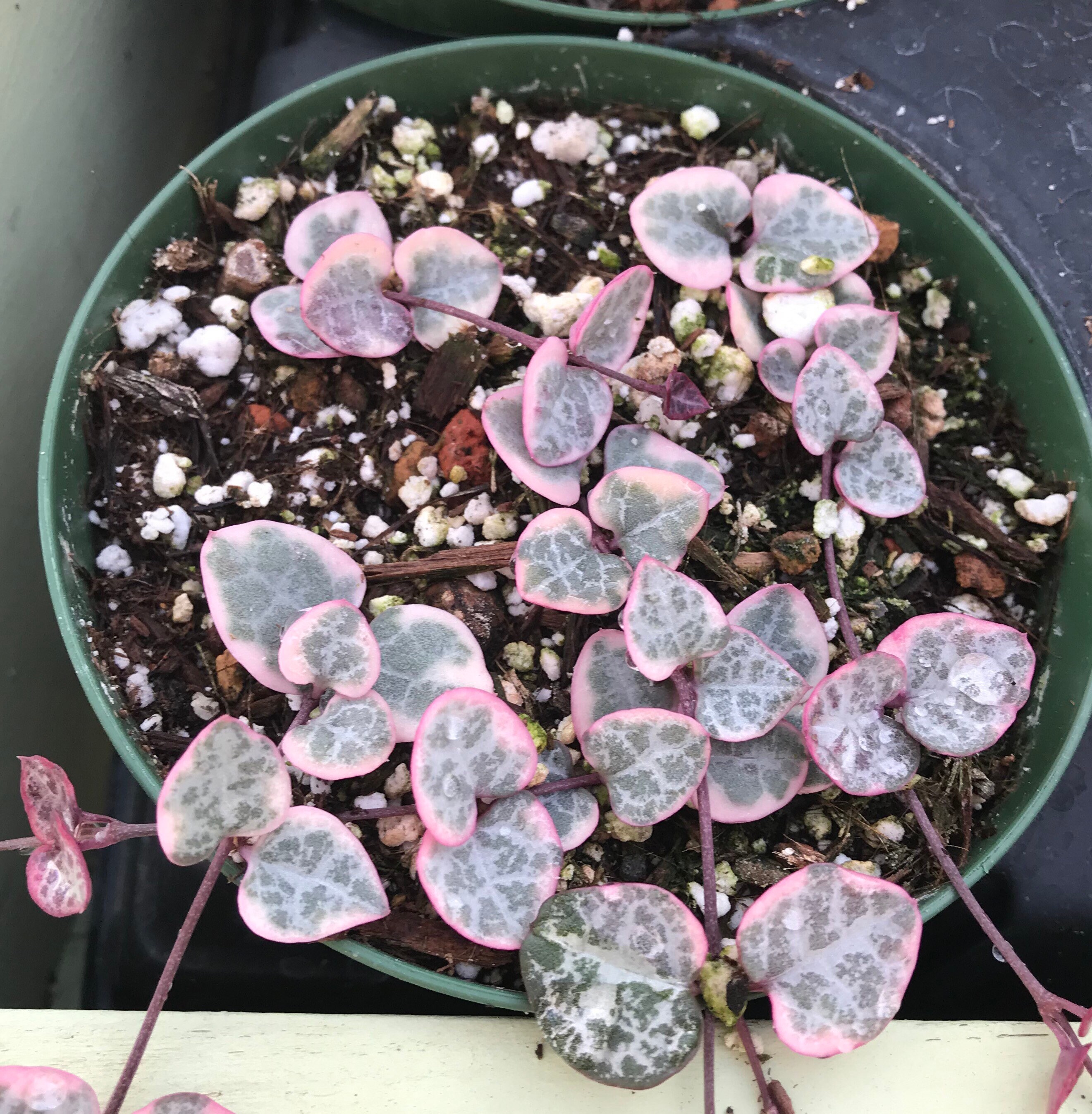 Variegated String of Hearts Rare Succulent Etsy