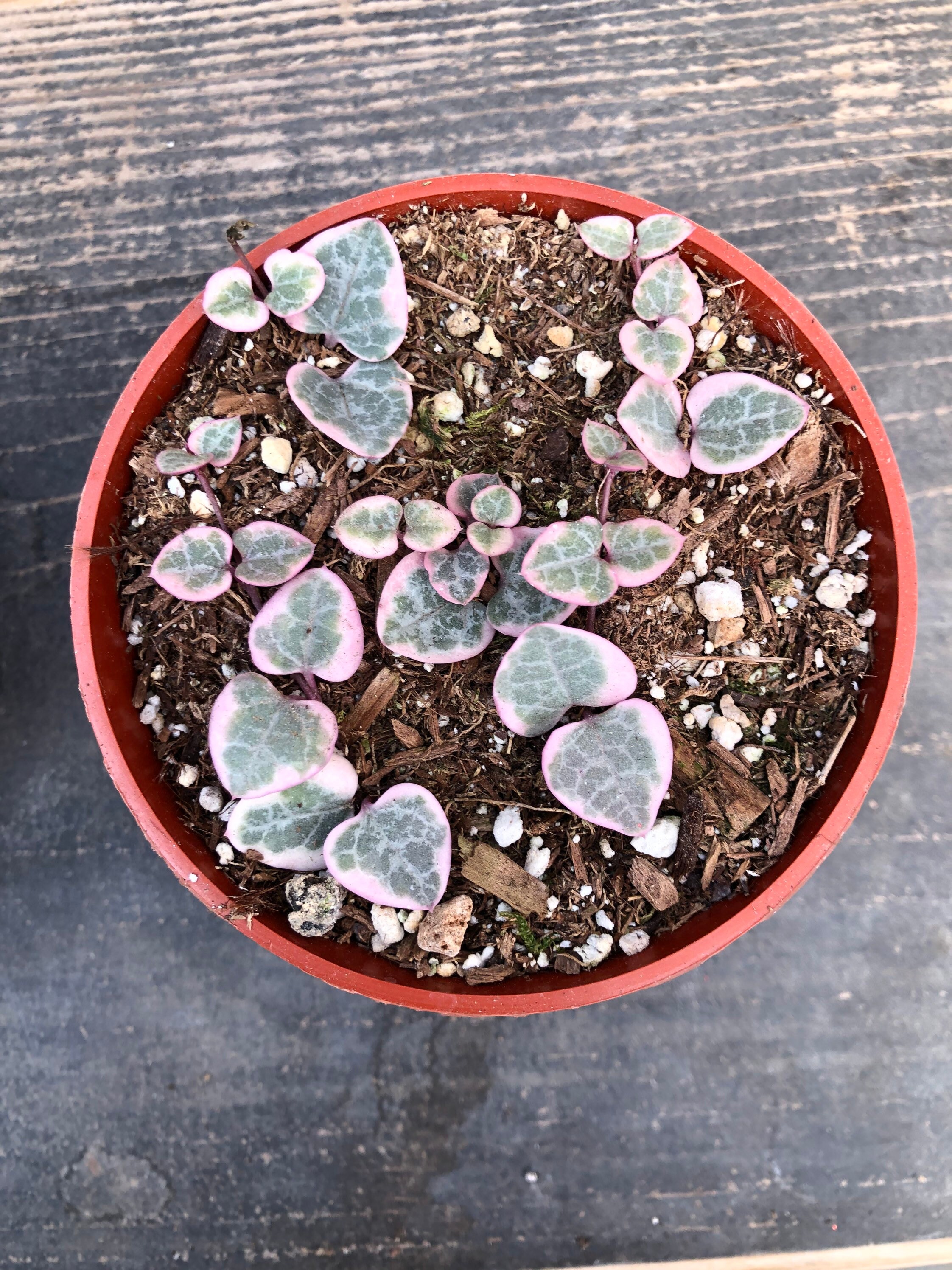 Variegated String of Hearts Rare Succulent Etsy