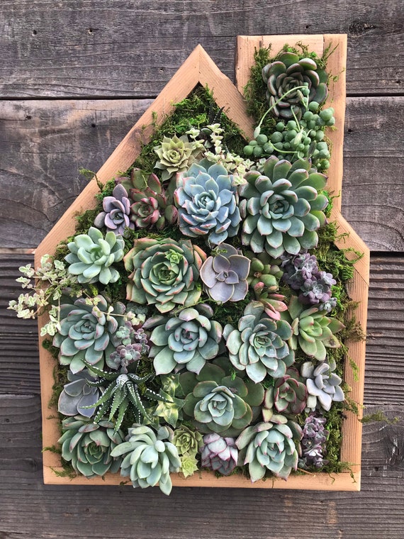 House/home Succulent Vertical Garden Arrangement: Living Wall/ Succulent  Wall Planter/ Faux Succulent Planter/ Diy Kits - Etsy