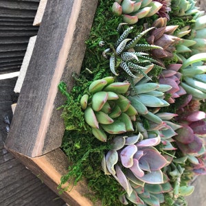 Medium Hexagon succulent vertical gardens / live arrangement / planted succulent box / wall frames / Gifts / succulents