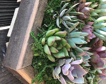 Medium Hexagon succulent vertical gardens / live arrangement / planted succulent box / wall frames / Gifts / succulents