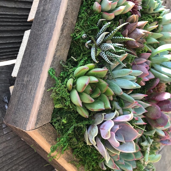 Medium Hexagon Succulent Vertical Gardens / Live Arrangement / Planted  Succulent Box / Wall Frames / Gifts / Succulents - Etsy