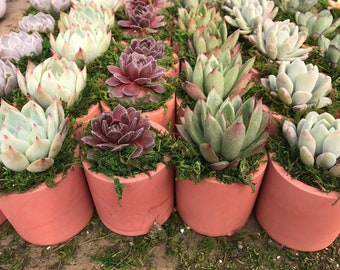 Succulent Party Favors in Cement Pots