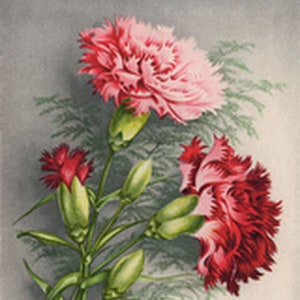 Modest carnation bouquet. Vintage print. Postcard - Illustration - Art Print - Canvas Art - Poster - Multiple Size
