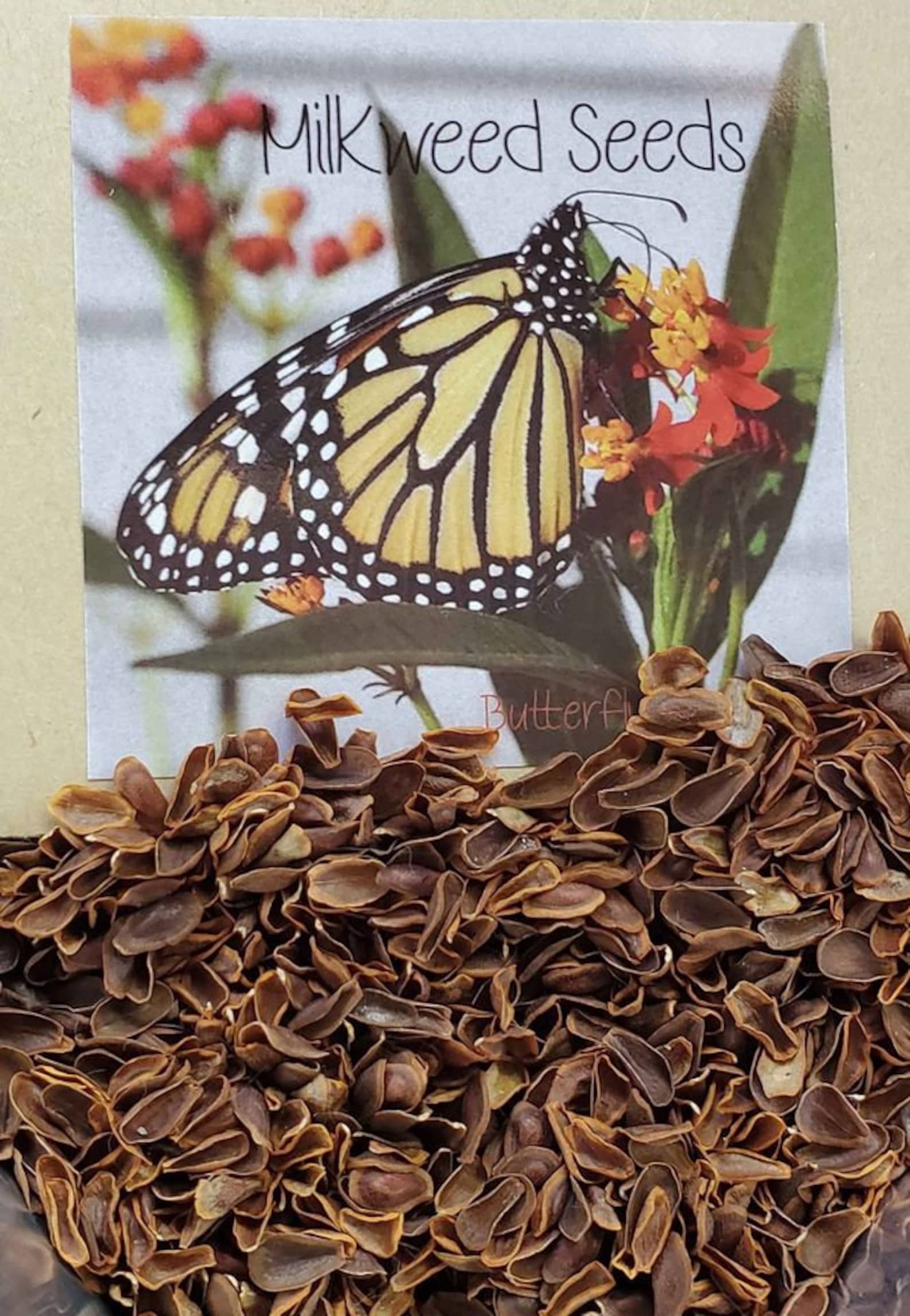 How To Germinate Butterfly Milkweed Seeds
