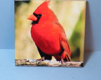 Cardinal Ceramic Tile, bird coaster, bird lover gift, birder gift, birdwatcher gift
